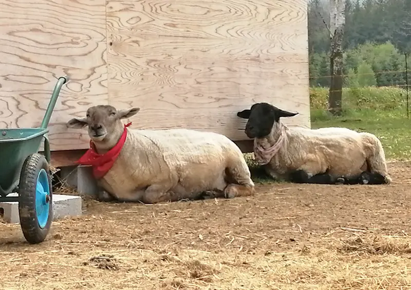 ビレッジベーカリー駒ヶ岳　羊
